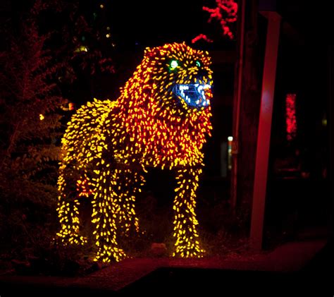 Phoenix Zoo Light Hd Wallpapers 1440x1280