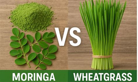 Moringa vs Wheatgrass Powder: 7 Reasons to Choose Moringa Today