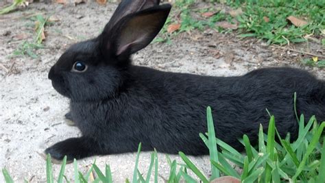 Flemish Giants - Babies for Sale - Black Variety | USA Rabbit Breeders ...