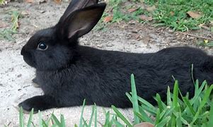 Image result for Bunny Rabbit Poor Baby