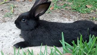 Image result for Cute Black Bunny Rabbit