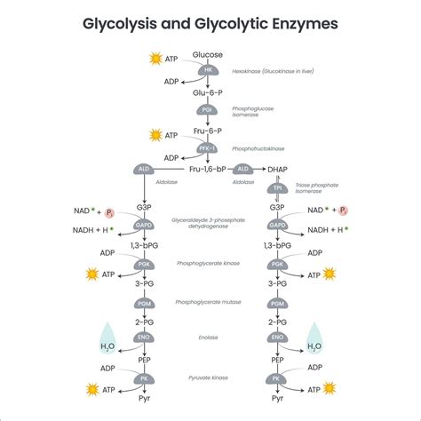 Glycolysis biochemistry science vector illustration diagram 20953333 Vector Art at Vecteezy