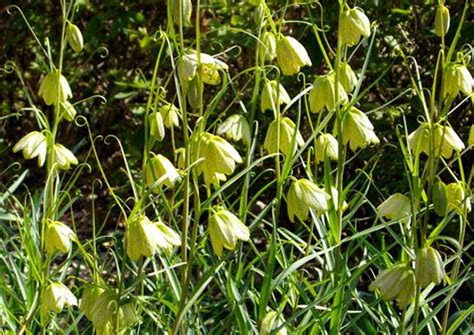 アミガサユリ 花 に対する画像結果