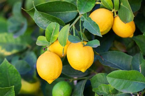 Kagzi nimbu (Lemon) | Best Price in 2024 at Plantparadise