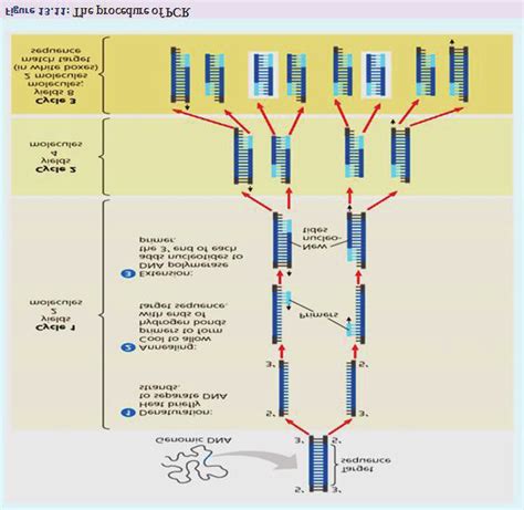 Image result for PCR Machine Operting Procedure
