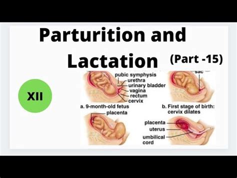 Image result for Parturition Class 12