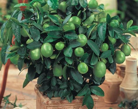 Image result for Dwarf Guava Tree