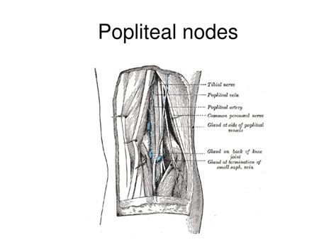 PPT - Venous and Lymphatic drainage of Lower limb PowerPoint Presentation - ID:9186104