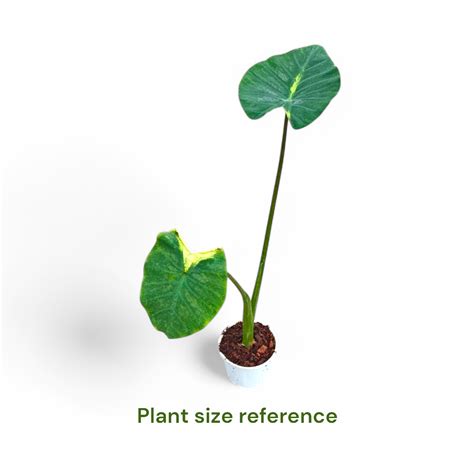 Buy Colocasia Light Pillar | Soiled