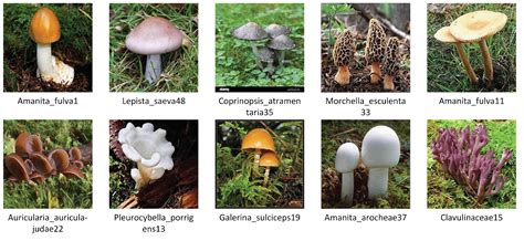 Edible Wild Mushrooms Identification