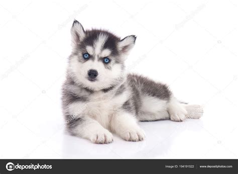 White Husky Puppy With Blue Eyes