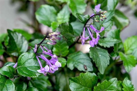 How to Grow and Care for 'Mona Lavender' Plectranthus