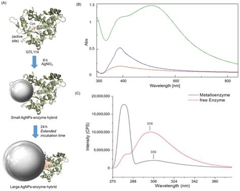 Colloidal Protein–Silver Nanoparticle Metalloenzyme as Artificial Redox ...