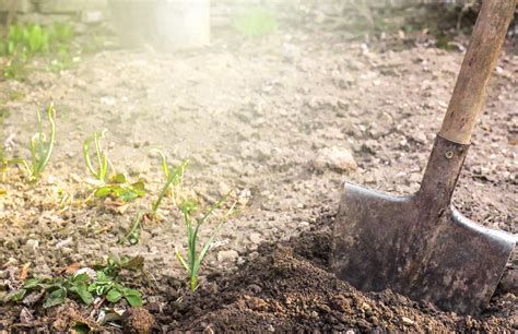 Home Digging 的图像结果