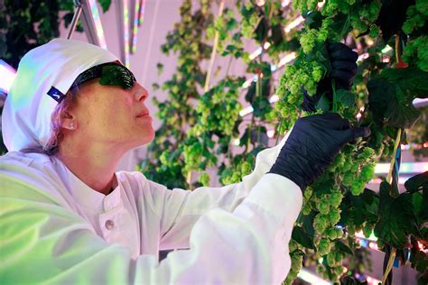 Spanish scientists are growing hydroponic hops to help 'save' climate ...