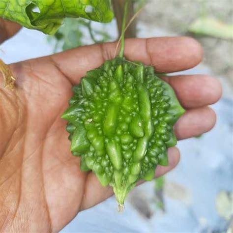 Bitter Gourd Small Bolder Seeds - High Yield, Crisp Fruits, Easy to Grow