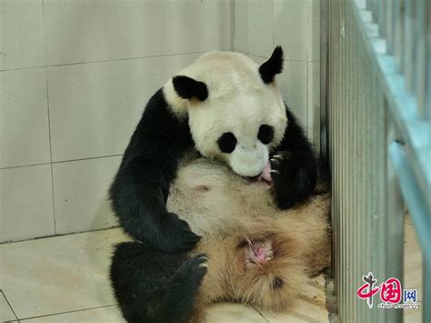 卧龙神树坪大熊猫基地迎来生产季喜迎2020年第一只熊猫幼仔 _ 图片中国_中国网