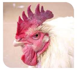 Disease Control And Management