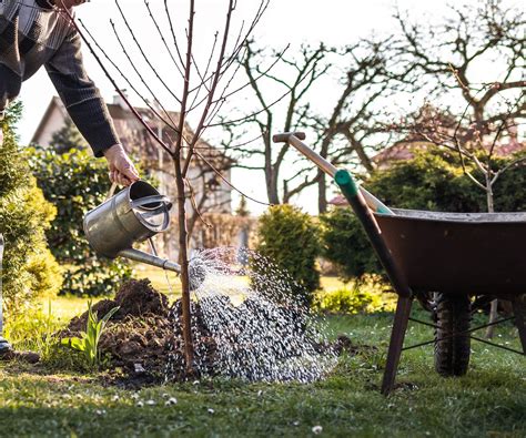 When to plant a peach tree - how to know the time is right | Homes and ...