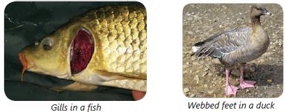 Adaptation in Animals Class 4 Notes Science Free PDF