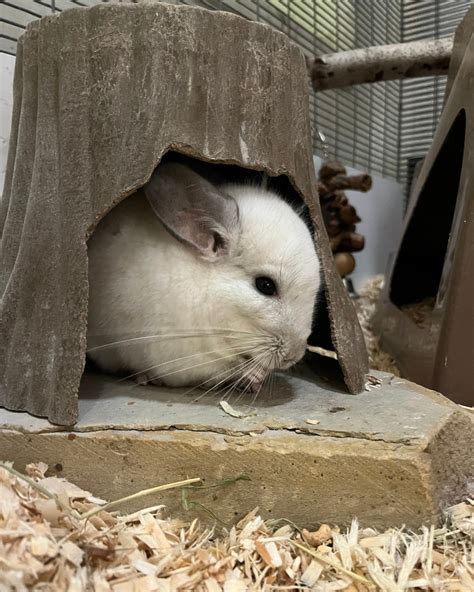 Jacksonville Zoo and Gardens | While we loved giving you a new glimpse ...