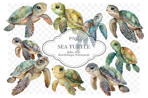Sea Turtles Clipart Graphic by Architekt_AT · Creative Fabrica