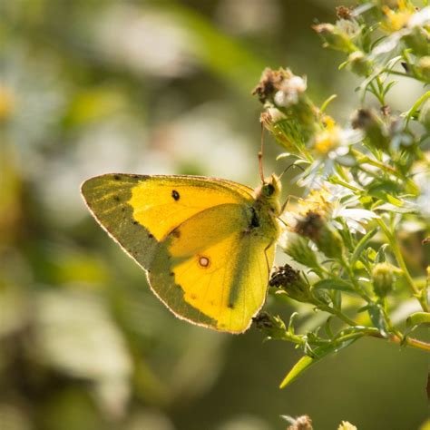 1/26/25: Late Autumn Sulphurs
