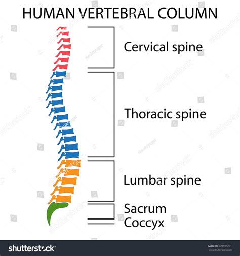 Diagram Human Spine Names All Sections Stock Vector 670195291 - Shutterstock