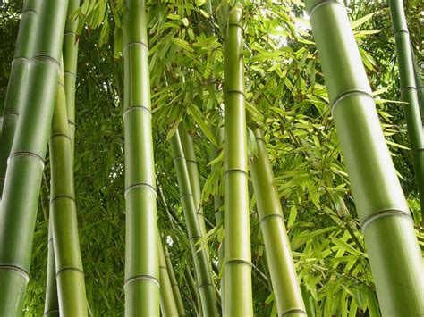 🔥 [50+] Bamboo Grass Wallpapers | WallpaperSafari