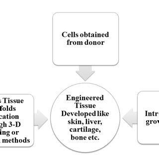 What Is Tissue Engineering 的图像结果