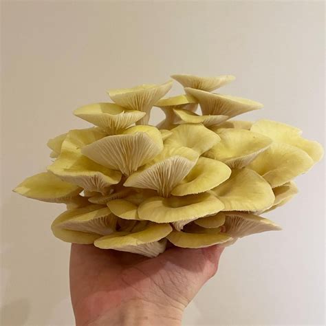 Golden Oysters (Pleurotus citrinopileatus) Mushroom Wellington