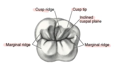 Image result for Contralateral Teeth