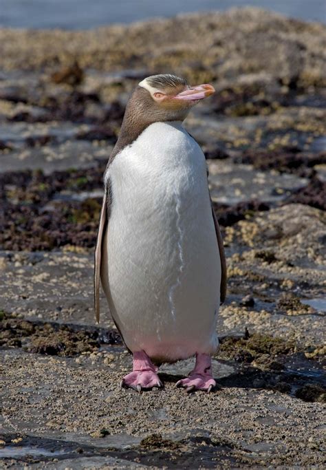 Yellow-eyed penguin | Endangered Species, Antarctic Habitat | Britannica - habitat of yellow eyed penguin