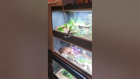 Image result for Python Light Strikes