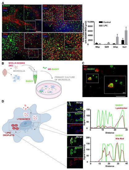 BASHY Dye Platform Enables the Fluorescence Bioimaging of Myelin Debris ...