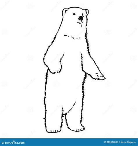 Vector Hand Drawn Polar Bear Outline Illustration Stock Vector ...