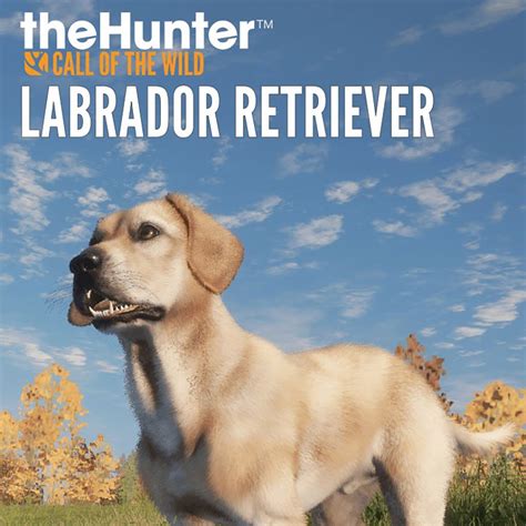 Call Of The Wild Labradors at Evelyn Mcelroy blog