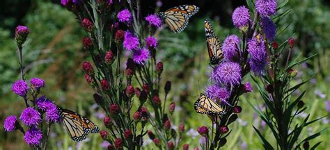 Native Plants That Attract Butterflies at Palmer Ellerbee blog