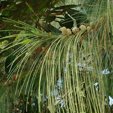 Buy Suru Tree, Australian pine - 0.5 kg Seeds online from Nurserylive ...