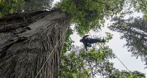 Tallest Native Tree 的图像结果