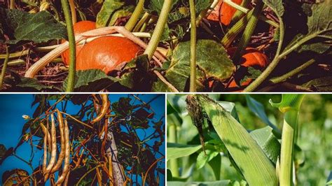 the-three-sisters-planting-method - Growing Guides