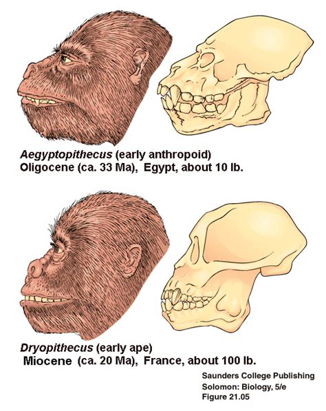 Image result for Dryopithecus