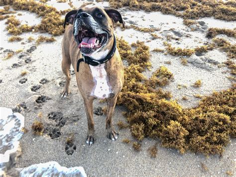 Can Dogs Eat Seaweed? Safe & Risky Seaweed Types for Dogs
