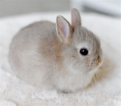 Dwarf Bunny Types at Audrey Tyler blog