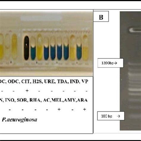 Image result for API Reagent Kit