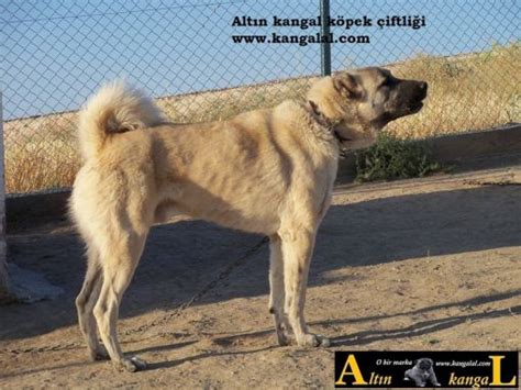 Kangal Çoban Köpeği Alırken Nasıl Seçmeli