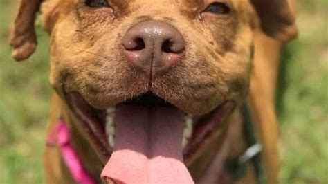 A Second Chance looks to Clear the Shelters in Clarendon County