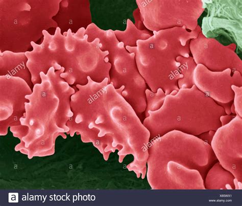 Crenated High Resolution Stock Photography and Images - Alamy