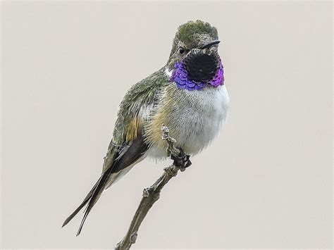 Chilean Woodstar - eBird