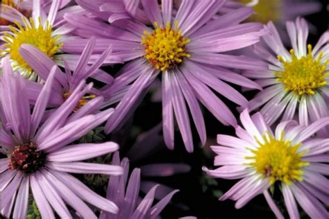 Image result for Task 1 Process Butterfly